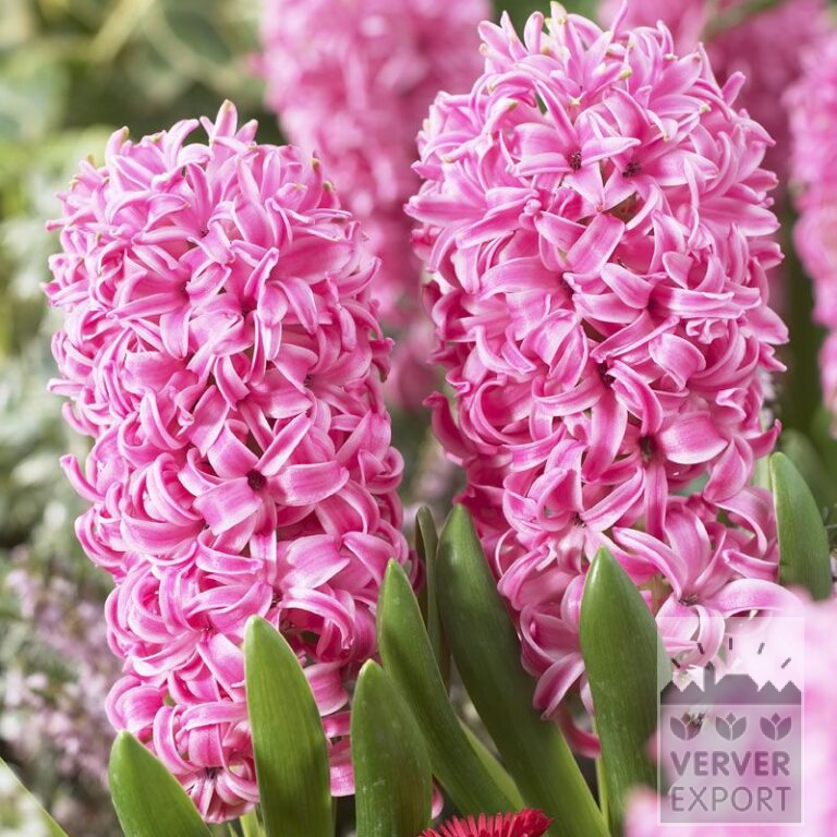 Hyacinths 'Pink Pearl' (13010)