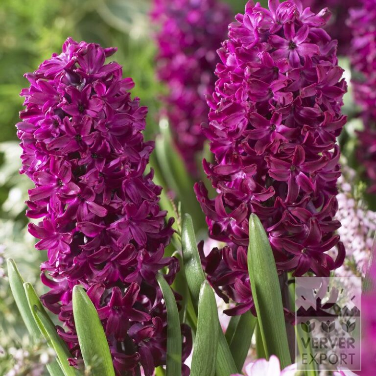 Hyacinths 'Woodstock' (13012)