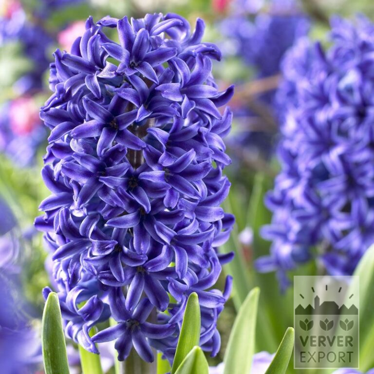 Hyacinths 'Blue Jacket' (13015)