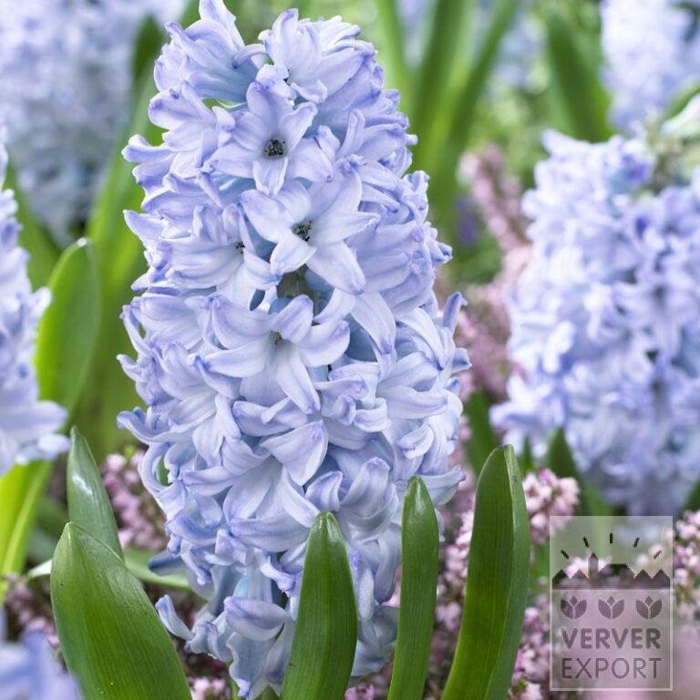 Hyacinths 'Aqua' (13058)