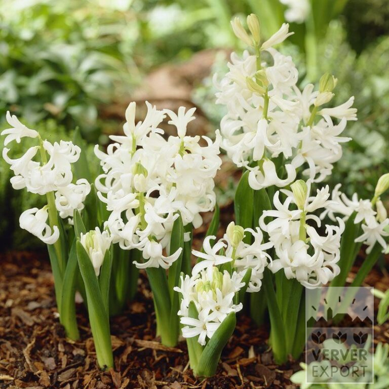 Hyacinths multiflora white (13024)