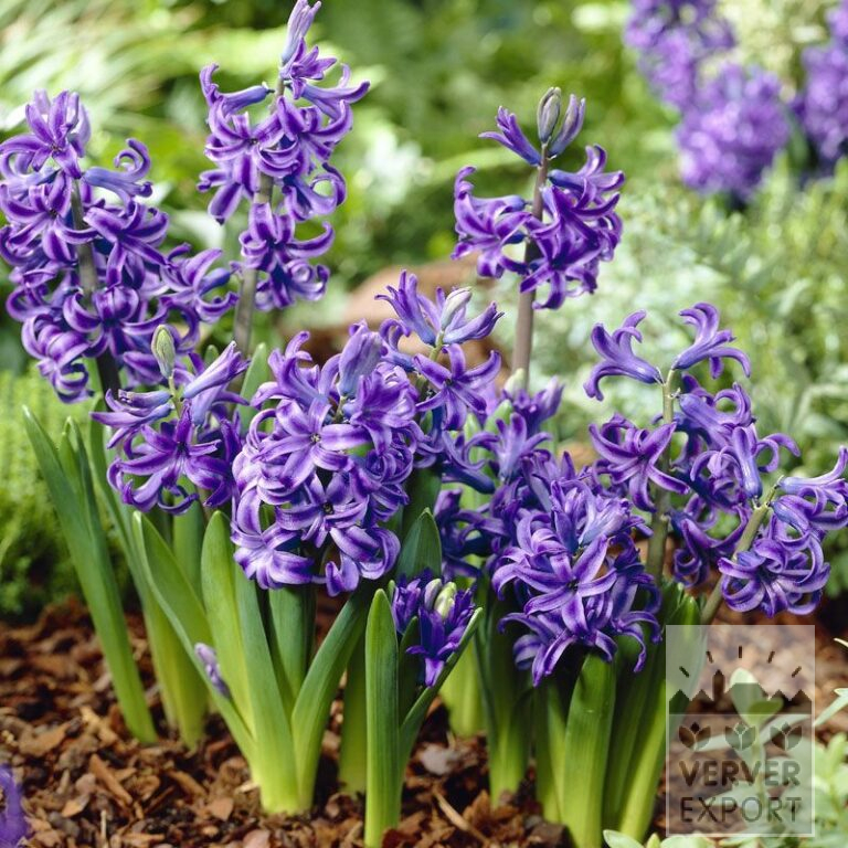 Hyacinths multiflora blue (13025)