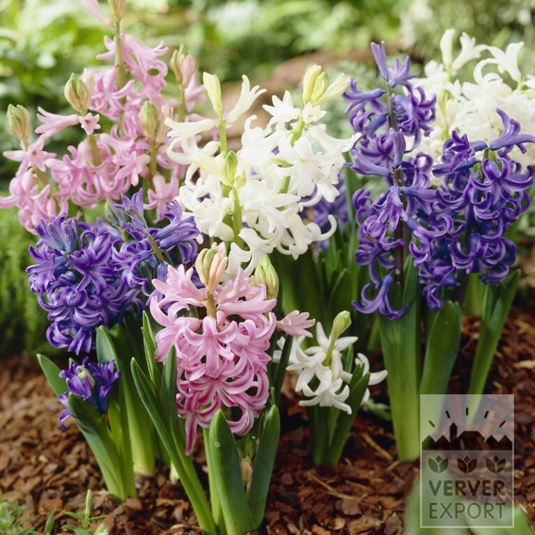 Hyacinths multiflora mixed (13027)
