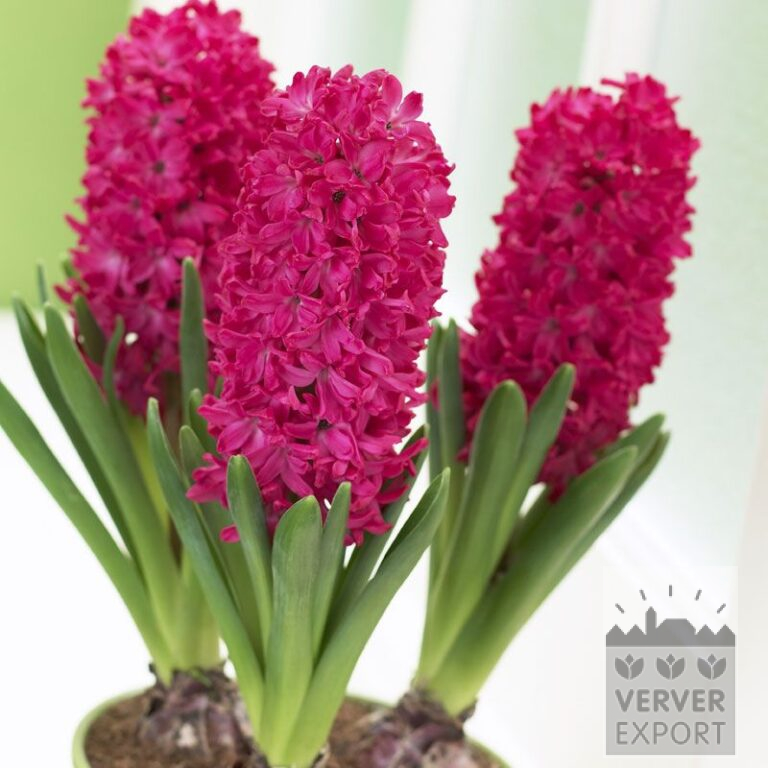 Hyacinths 'Jan Bos' - prepared (13030)