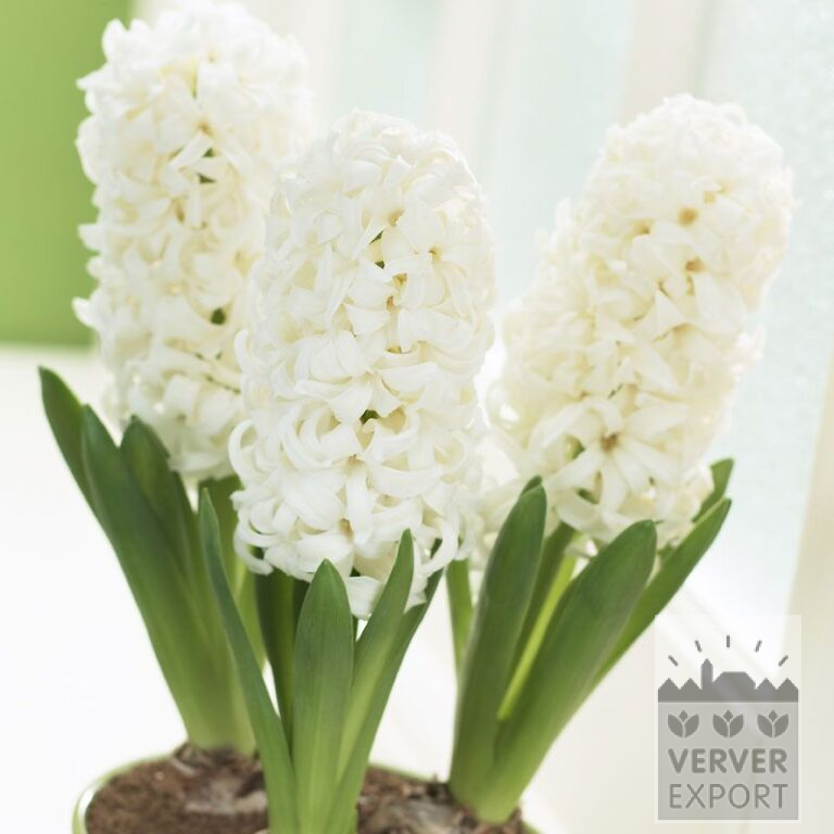 Hyacinths 'White Pearl' - prepared (13032)