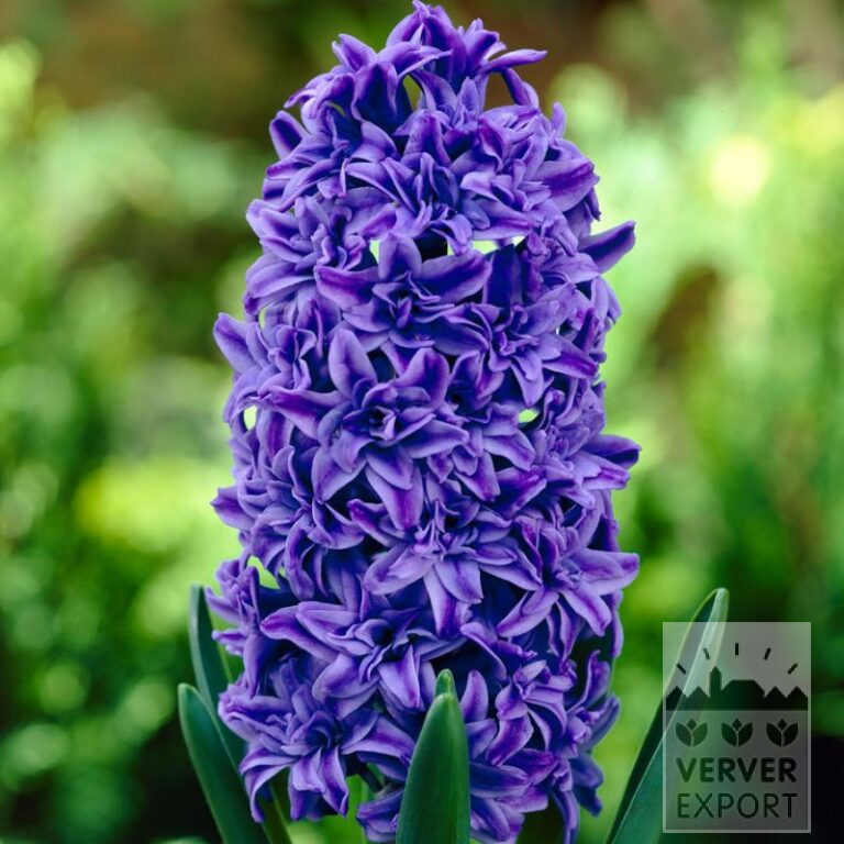 Hyacinths 'Crystal Palace' (13037)