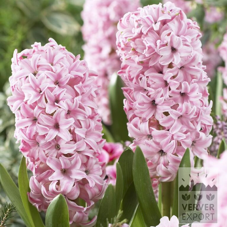 Hyacinths 'Fondant' (13040)