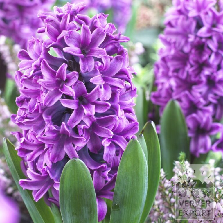 Hyacinths 'Miss Saigon' (13048)