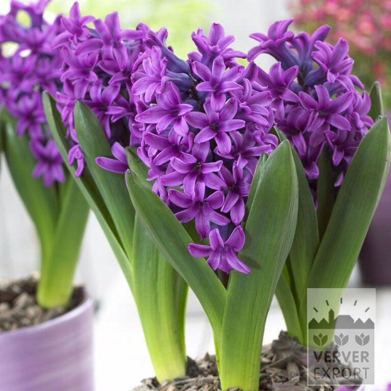Hyacinths 'Miss Saigon' - prepared (13050)