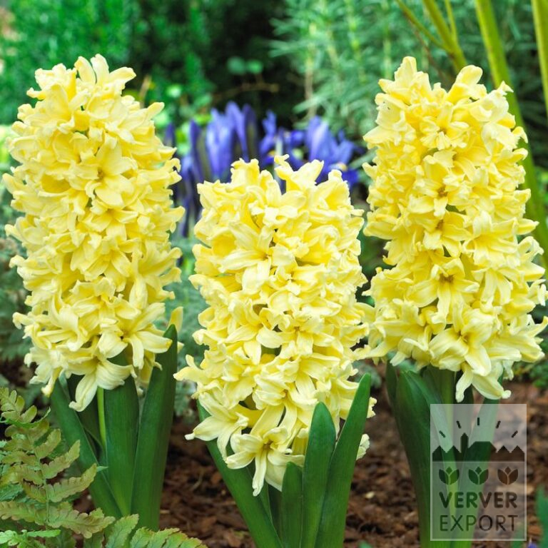Hyacinths 'Yellow Queen' (13054)