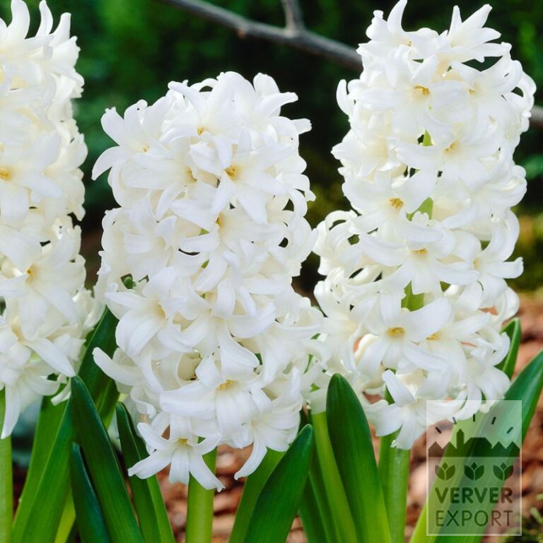 Hyacinths 'Pallas' (13055)