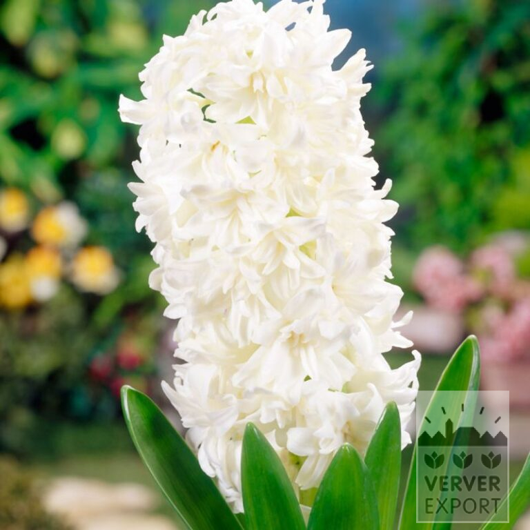 Hyacinths 'White Fleur' (13056)