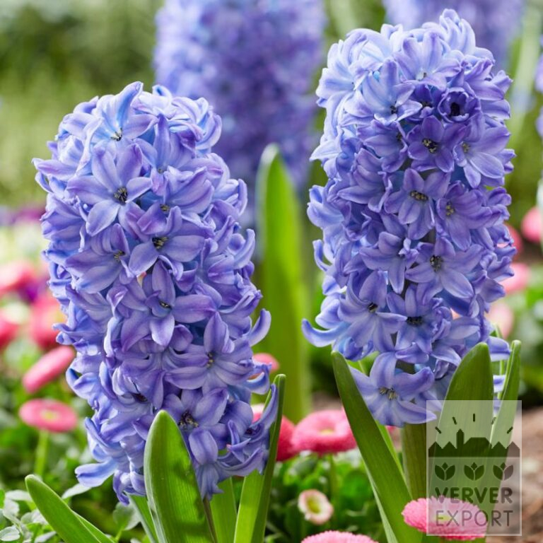 Hyacinths 'Aqua' (13058) - Bild 2