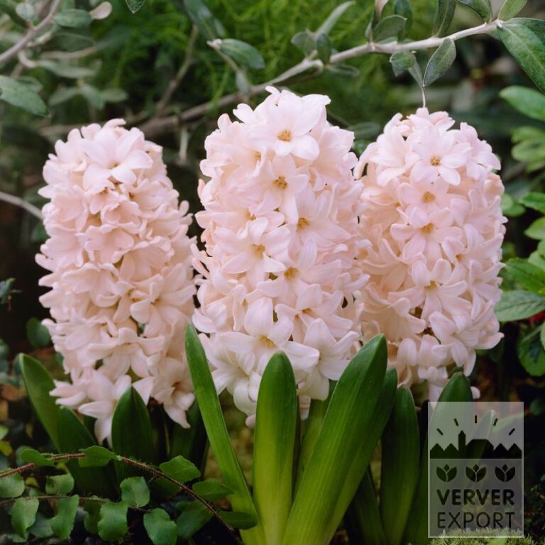 Hyacinths 'China Pink' (13060)