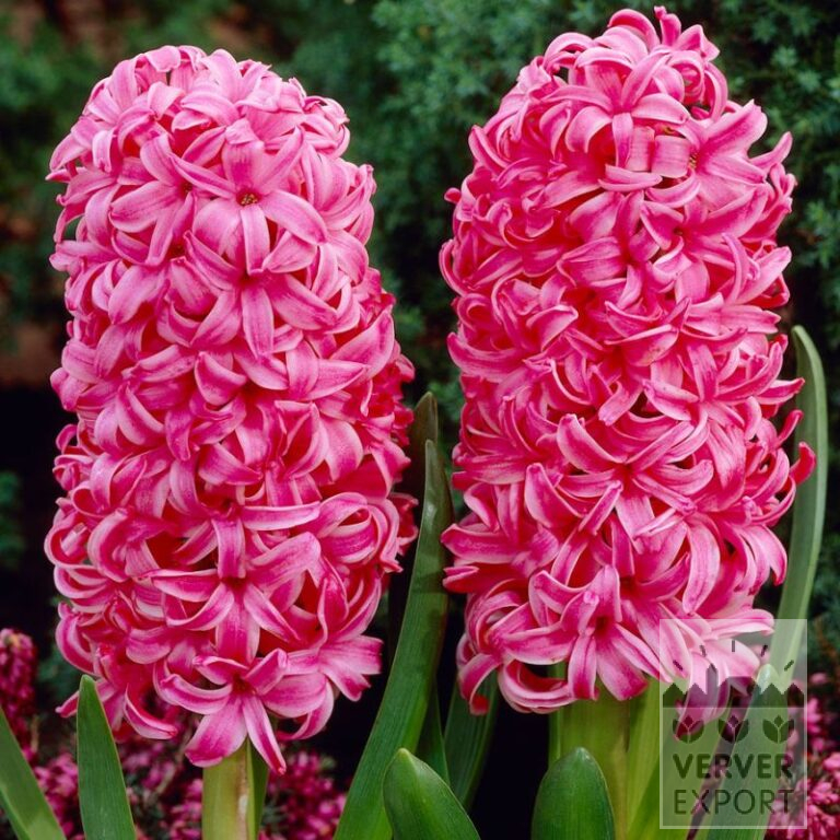 Hyacinths 'Silvester' (13061)