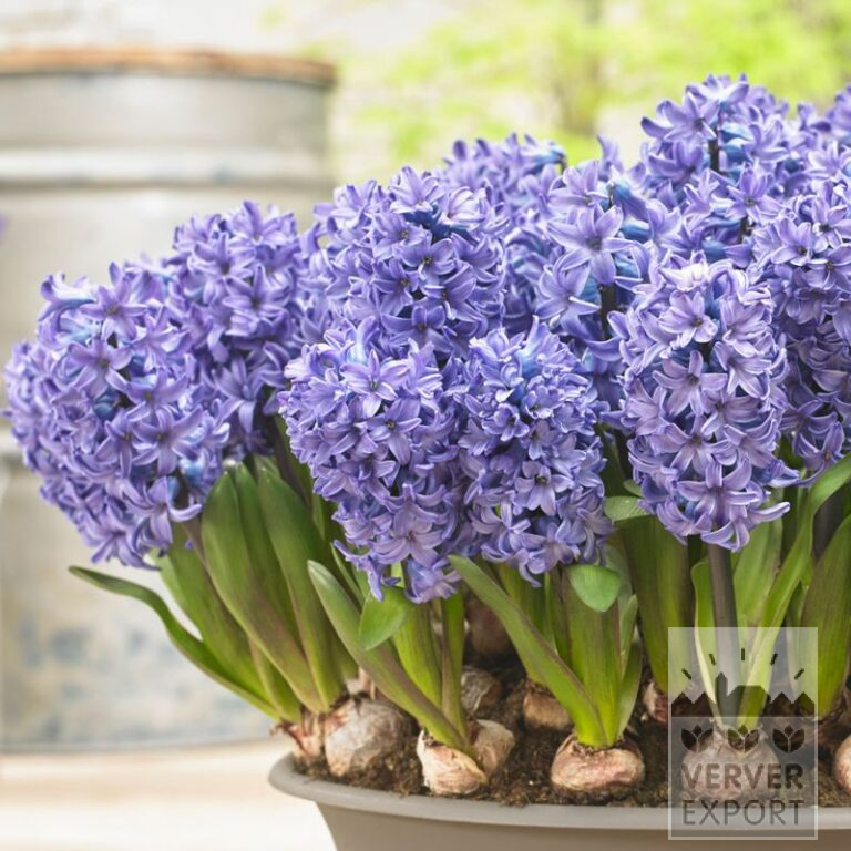 Hyacinths 'Blue Star' - prepared (13062)