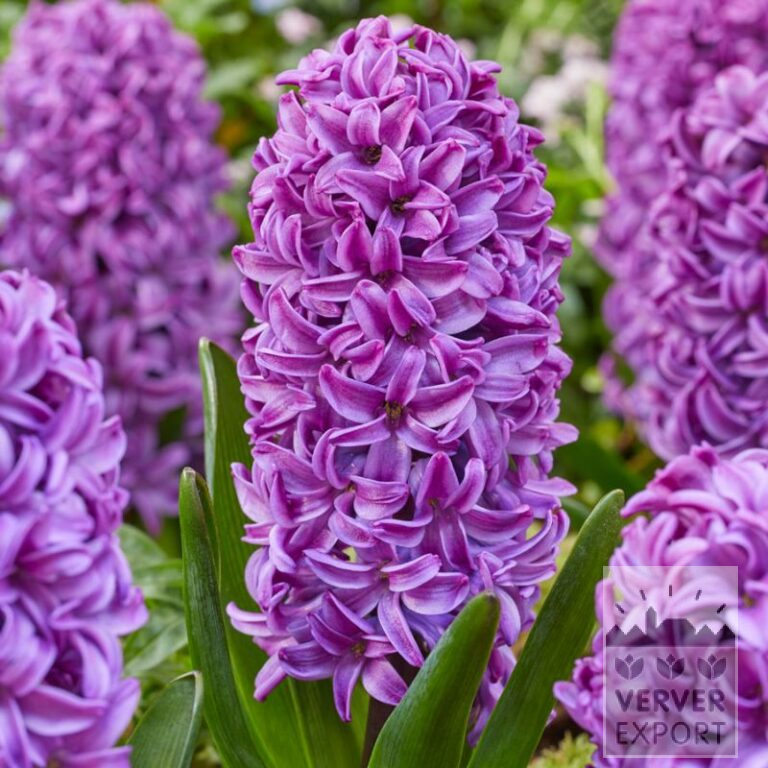 Hyacinths 'Purple Dream' (13064)