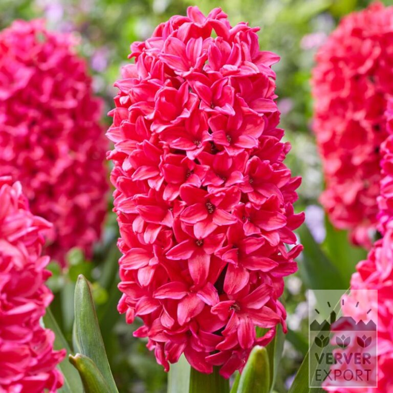 Hyacinths 'Amore' (13065)