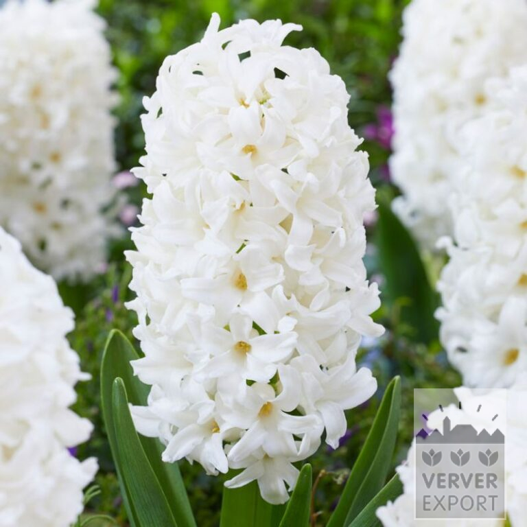 Hyacinths 'Don Leon' (13066)