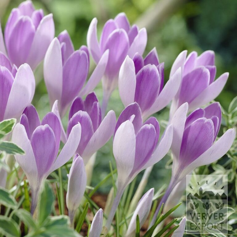 Crocus 'Vanguard' (14004)