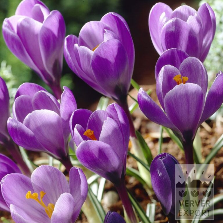 Organic bulbs bio Crocus 'Grand Maître' (14608)
