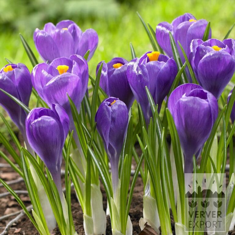 Crocus 'Remembrance' (14006)