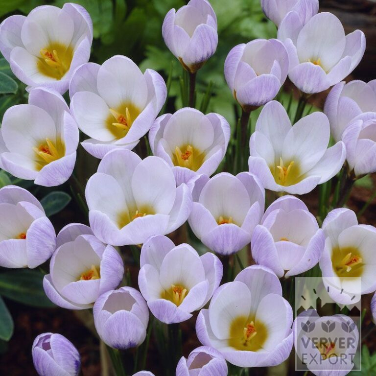 Crocus chrysanthus 'Blue Pearl' (14012)