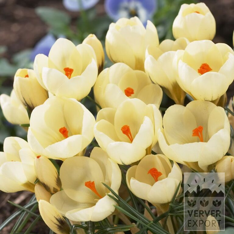 Crocus chrysanthus 'Cream Beauty' (14013)