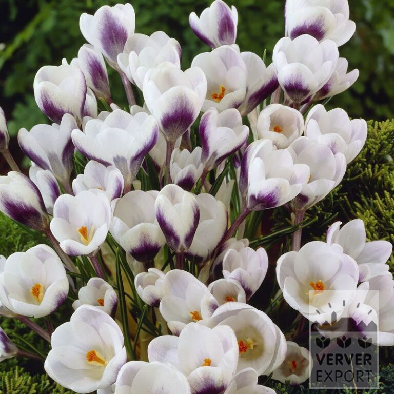 Crocus chrysanthus 'Prince Claus' (14016)