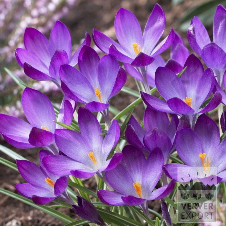 Crocus tommasinianus 'Ruby Giant' (14023)