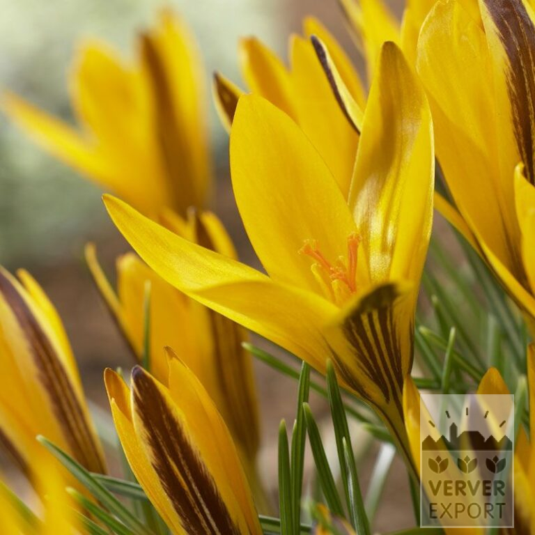 Crocus angustifolius (14024)