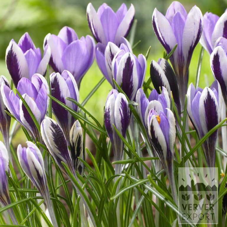Crocus sieberi 'Spring Beauty' (14027)