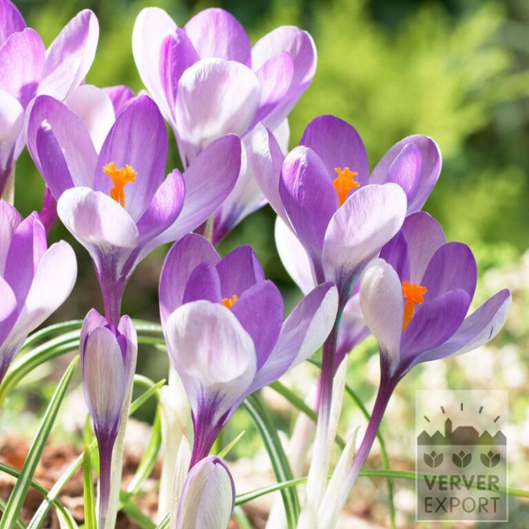 Crocus 'Yalta' (14035)