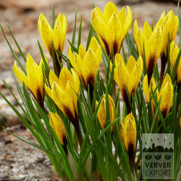 Crocus korolkowii (14037)