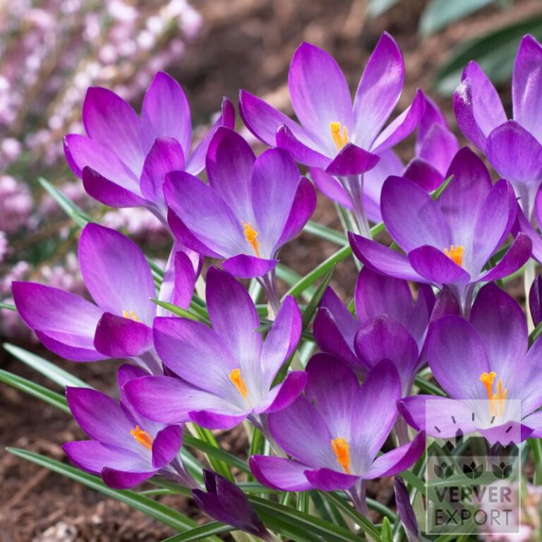 Organic bulbs bio Crocus tommasinianus 'Ruby Giant' (14605)