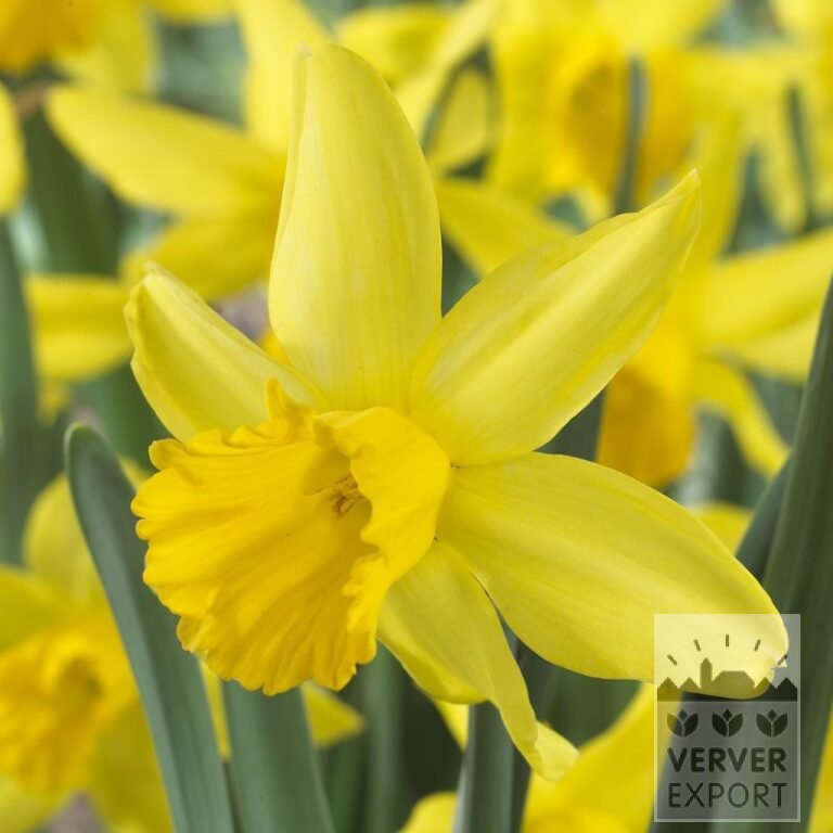 Narcissus 'February Gold' (15003)