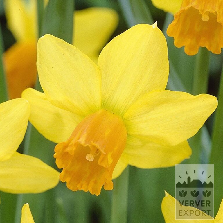 Narcissus 'Jetfire' (15005)