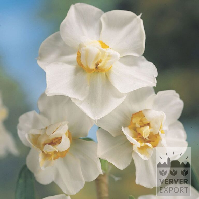 Narcissus 'Cheerfulness' (15013)
