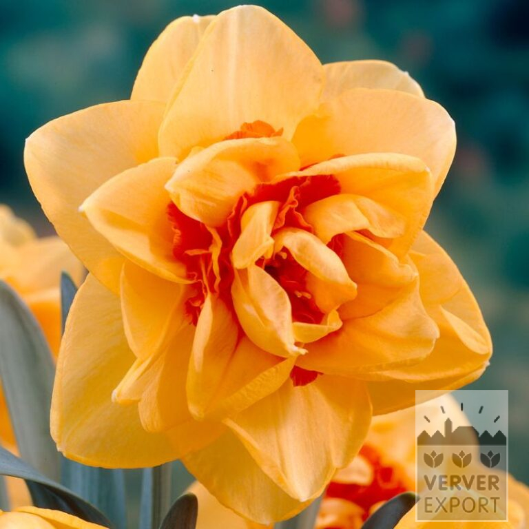 Narcissus 'Innovator' (15016)