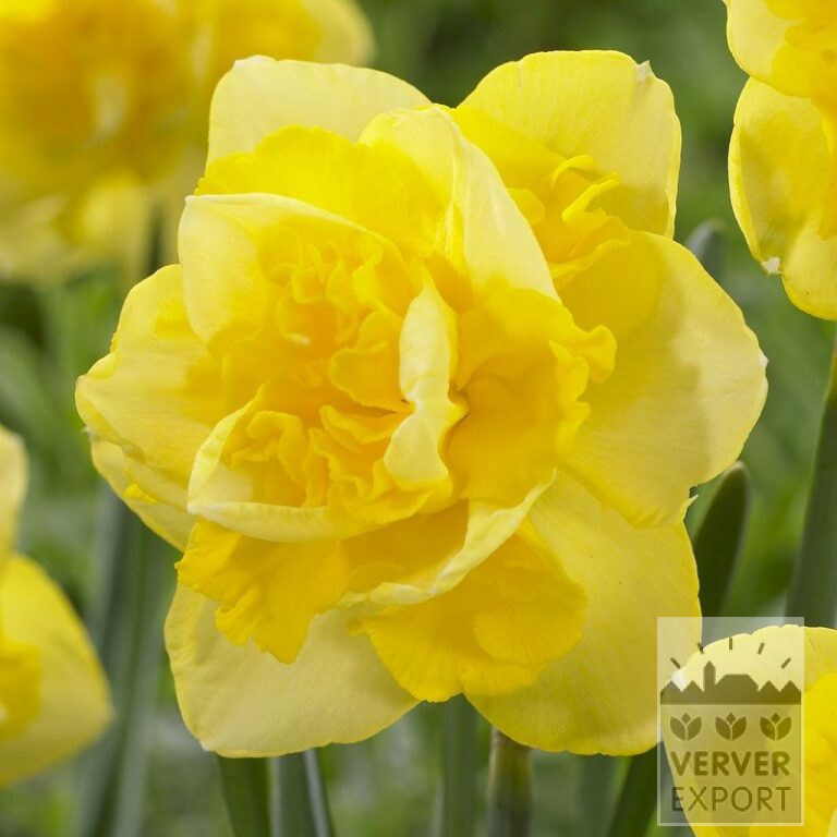 Narcissus 'Sherbourne' (15019)