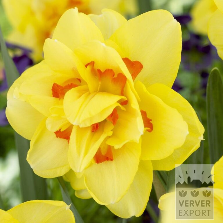 Narcissus 'Tahiti' (15020)