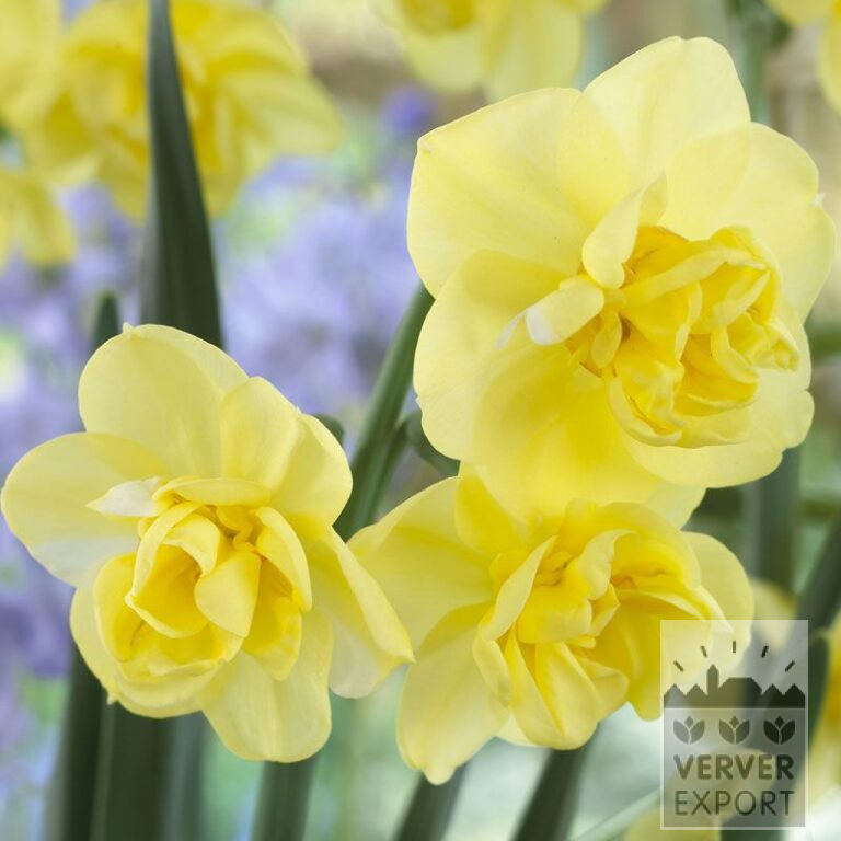Narcissus 'Yellow Cheerfulness' (15021)