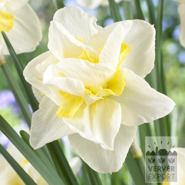 Narcissus 'White Lion' (15022)
