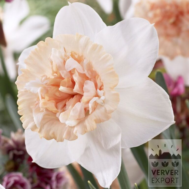 Narcissus 'Petit Four' (15023)