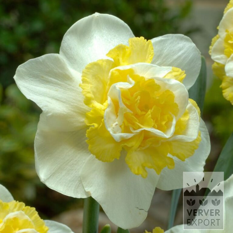 Narcissus 'Wave' (15024)