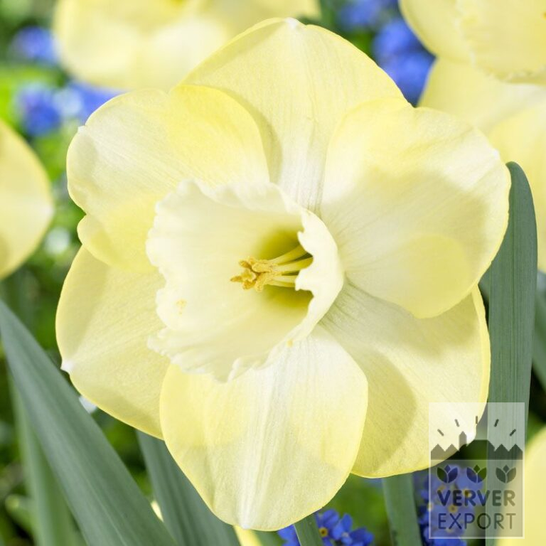 Narcissus 'Avalon' (15025)