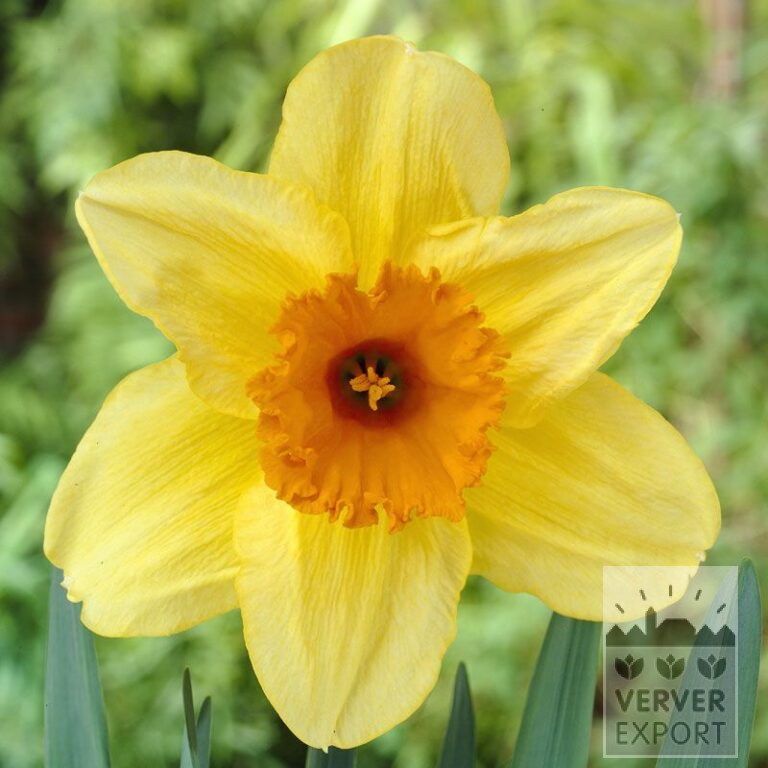 Narcissus 'Fortissimo' (15033)