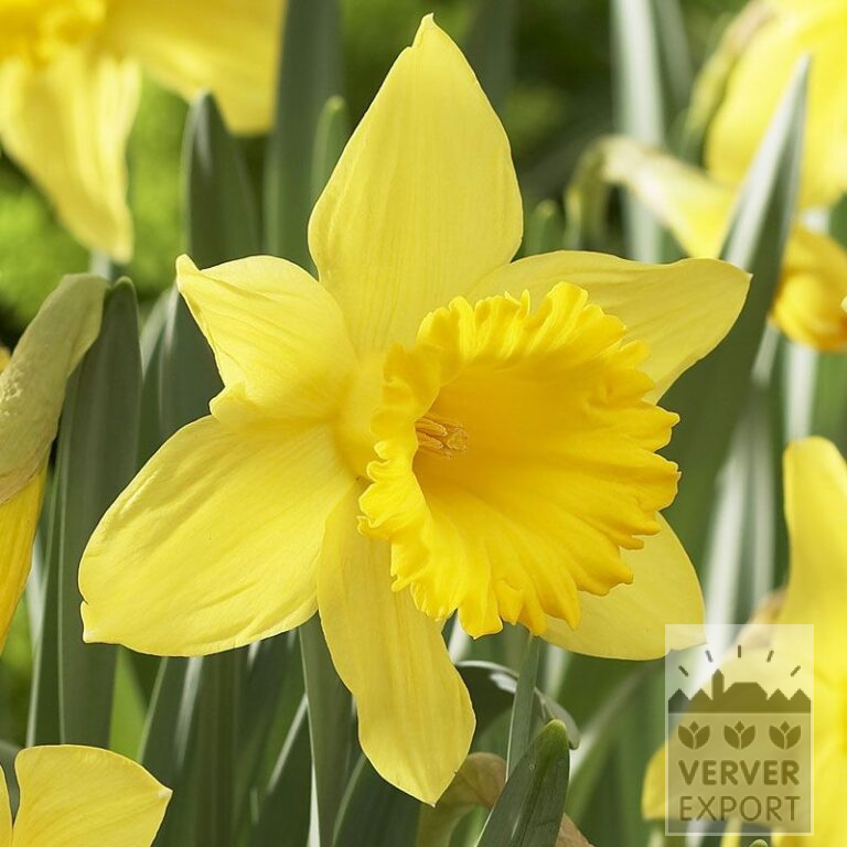 Narcissus 'Golden Harvest' (15034)