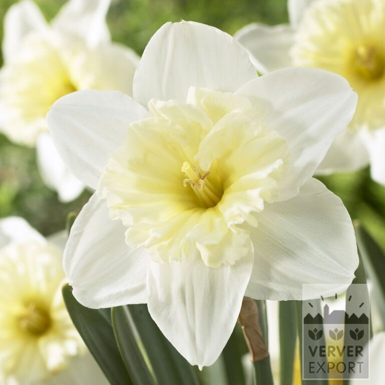 Narcissus 'Ice Follies' (15035)