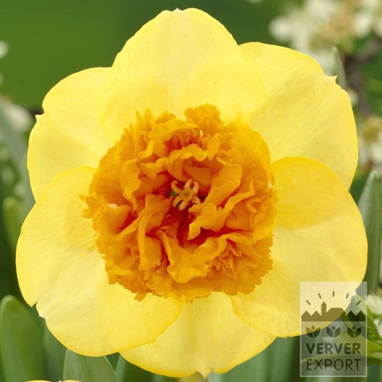Narcissus 'Modern Art' (15039)